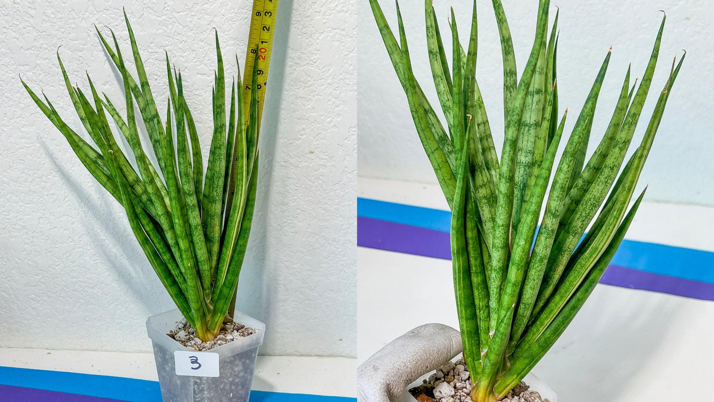 Sansevieria Rare Collections 2.5" Pot | Plant names listed in descriptions. More photos available on request (G6)