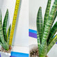 Sansevieria Rare Collections 2.5" Pot | Plant names listed in descriptions. More photos available on request (G6)