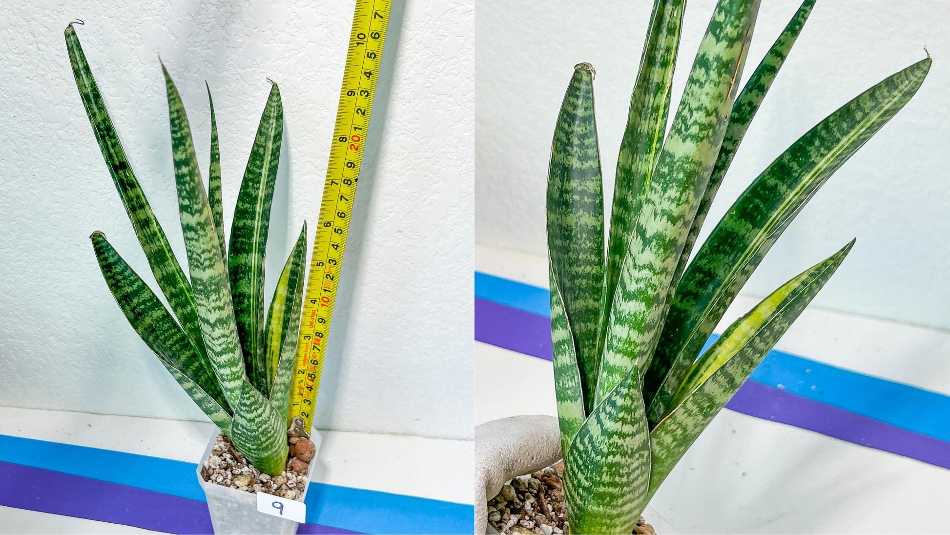 Sansevieria Rare Collections 2.5" Pot | Plant names listed in descriptions. More photos available on request (G6)