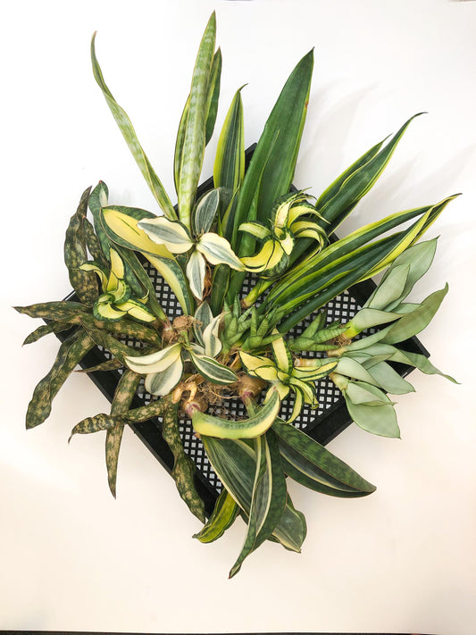 Sansevieria Rare Collections 2.5" Pot | Plant names listed in descriptions. More photos available on request (G7)