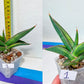 Sansevieria Rare Collections 2.5" Pot | Plant names listed in descriptions. More photos available on request (G7)