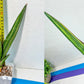 Sansevieria Rare Collections 2.5" Pot | Plant names listed in descriptions. More photos available on request (G7)