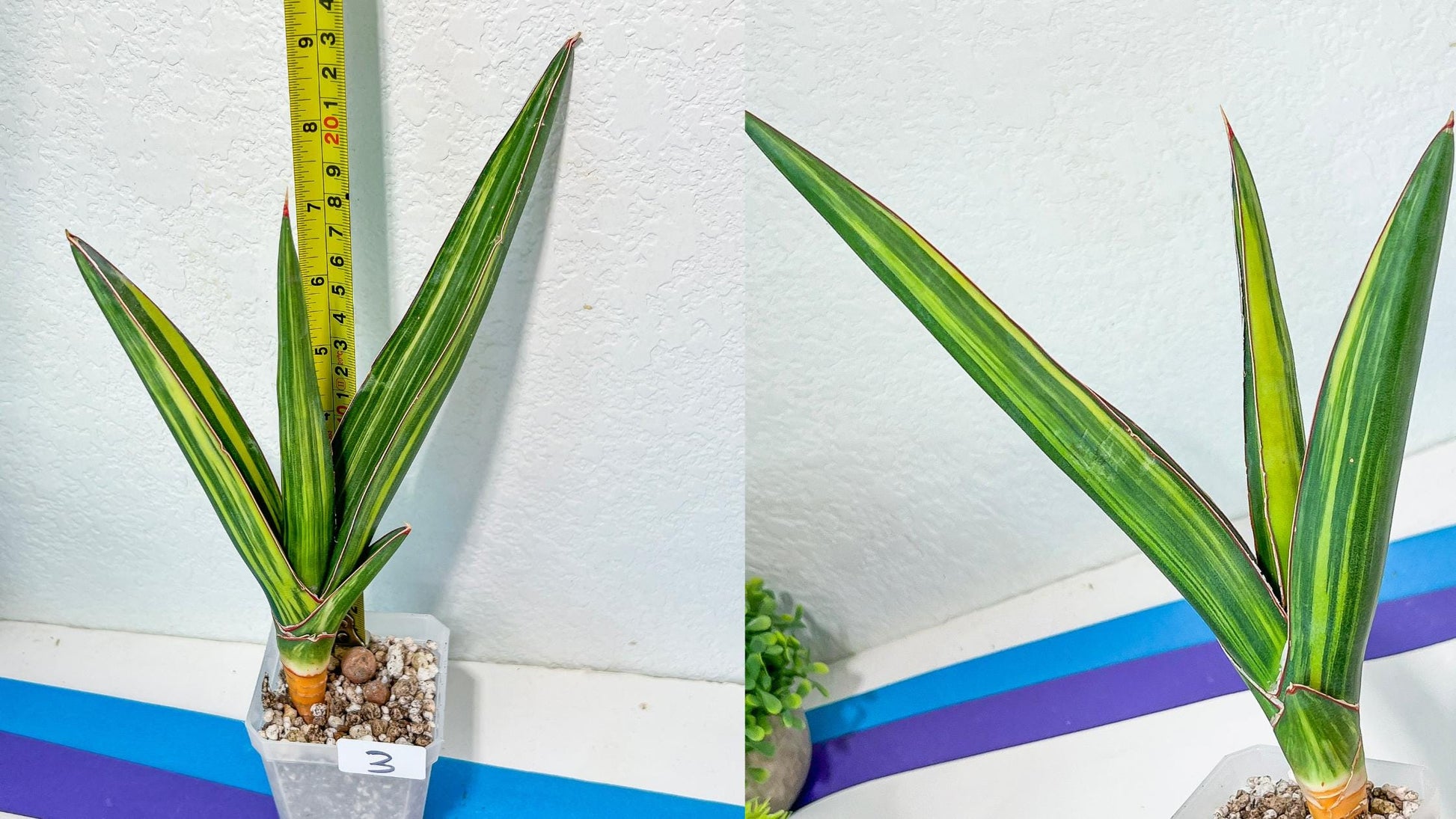 Sansevieria Rare Collections 2.5" Pot | Plant names listed in descriptions. More photos available on request (G7)