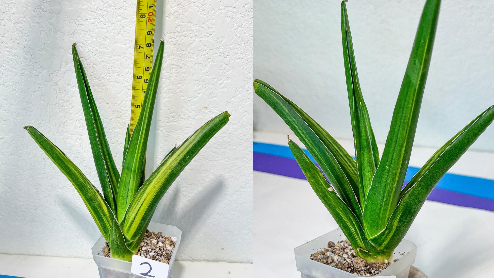 Sansevieria Rare Collections 2.5" Pot | Plant names listed in descriptions. More photos available on request (G7)