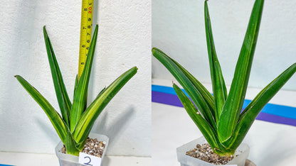 Sansevieria Rare Collections 2.5" Pot | Plant names listed in descriptions. More photos available on request (G7)