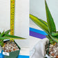 Sansevieria Rare Collections 2.5" Pot | Plant names listed in descriptions. More photos available on request (G7)