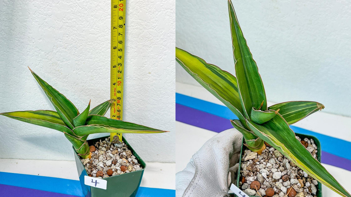 Sansevieria Rare Collections 2.5" Pot | Plant names listed in descriptions. More photos available on request (G7)