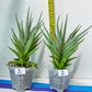 Sansevieria Diamond Shine | Rare Imported Snake Plants