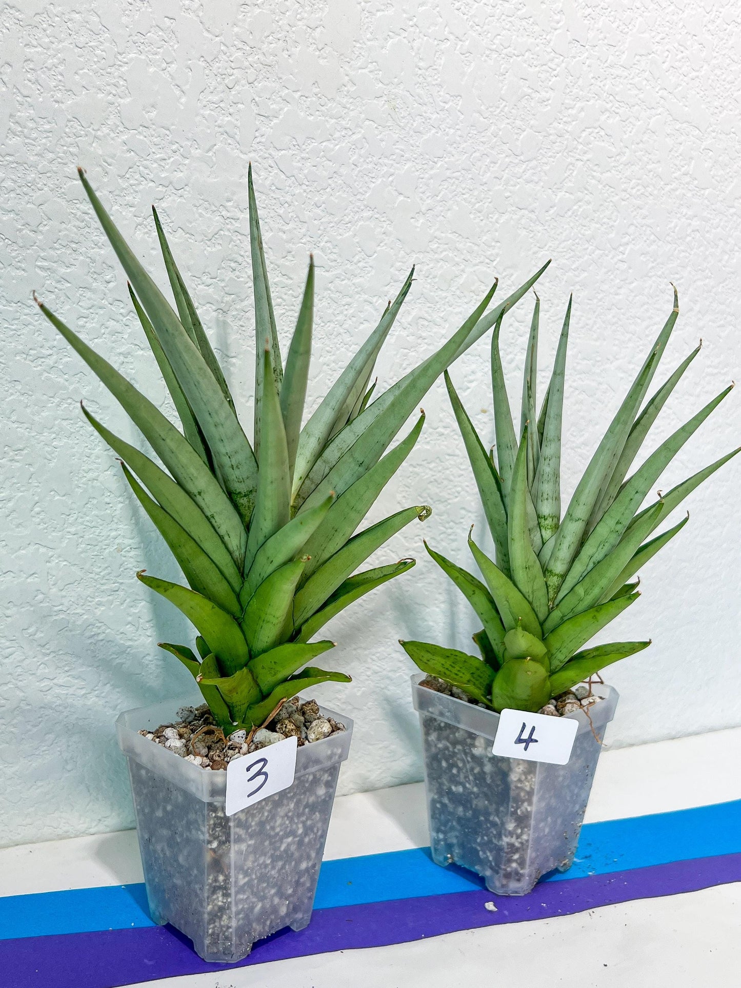 Sansevieria Diamond Shine | Rare Imported Snake Plants