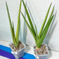 Sansevieria Royal Crown | Rare Imported Plants | Easy care Indoor Plants