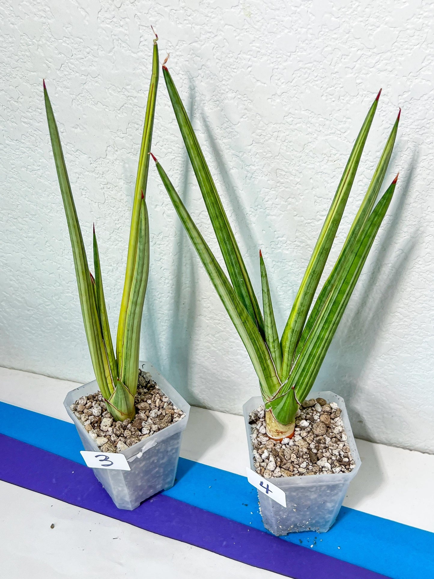 Sansevieria Royal Crown | Rare Imported Plants | Easy care Indoor Plants