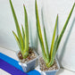 Sansevieria Royal Crown | Rare Imported Plants | Easy care Indoor Plants