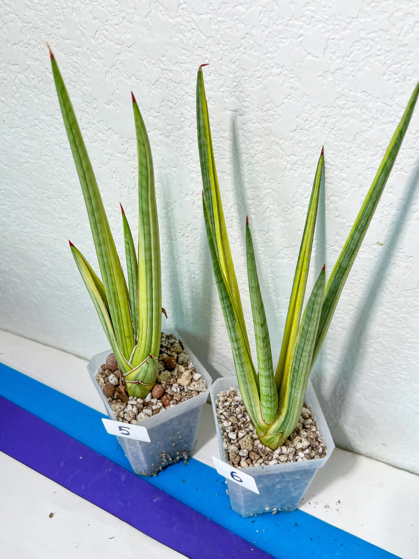 Sansevieria Royal Crown | Rare Imported Plants | Easy care Indoor Plants