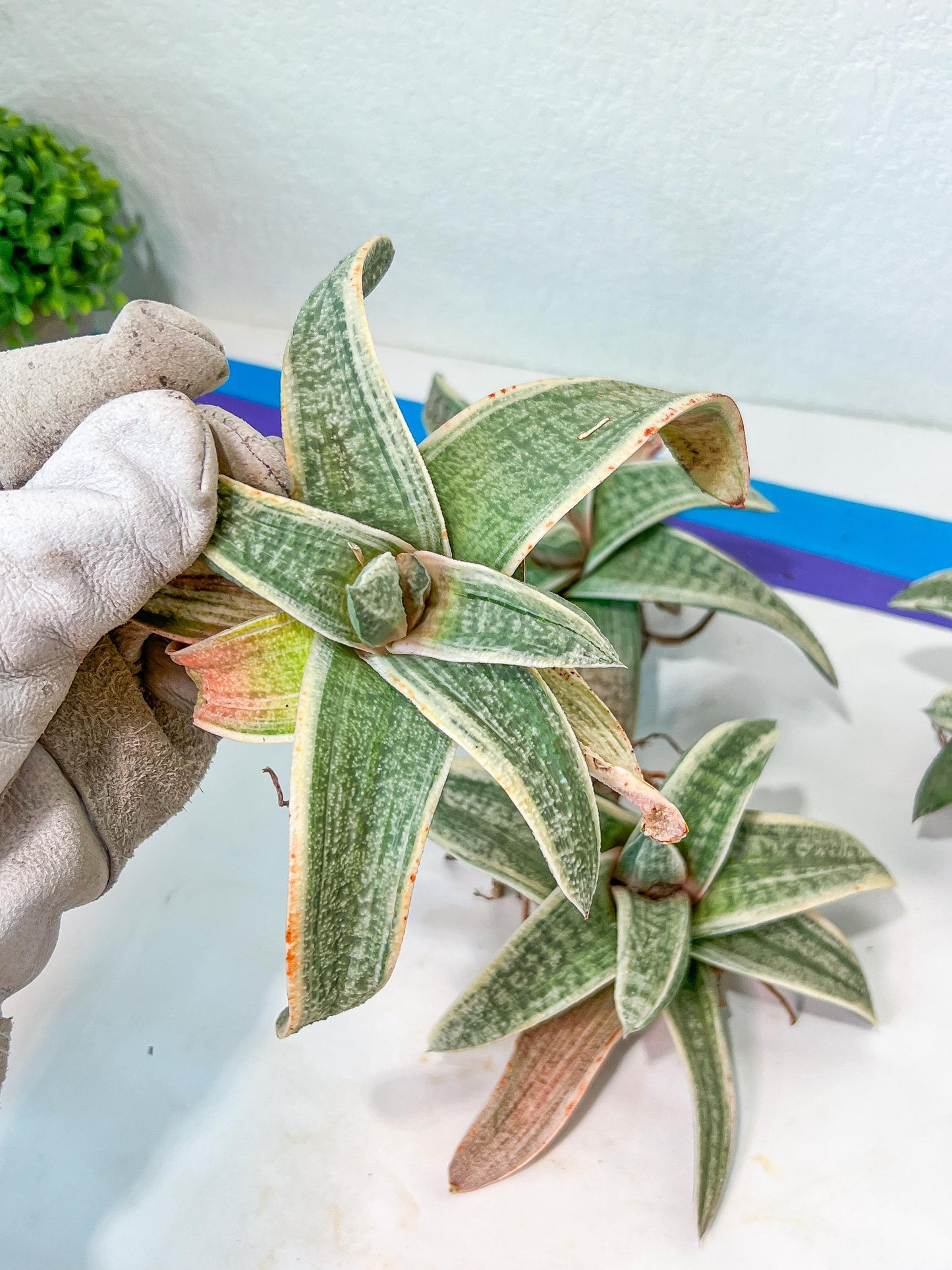 Gasteria Batesiana White Variegated | South African Plants | Imported Plants