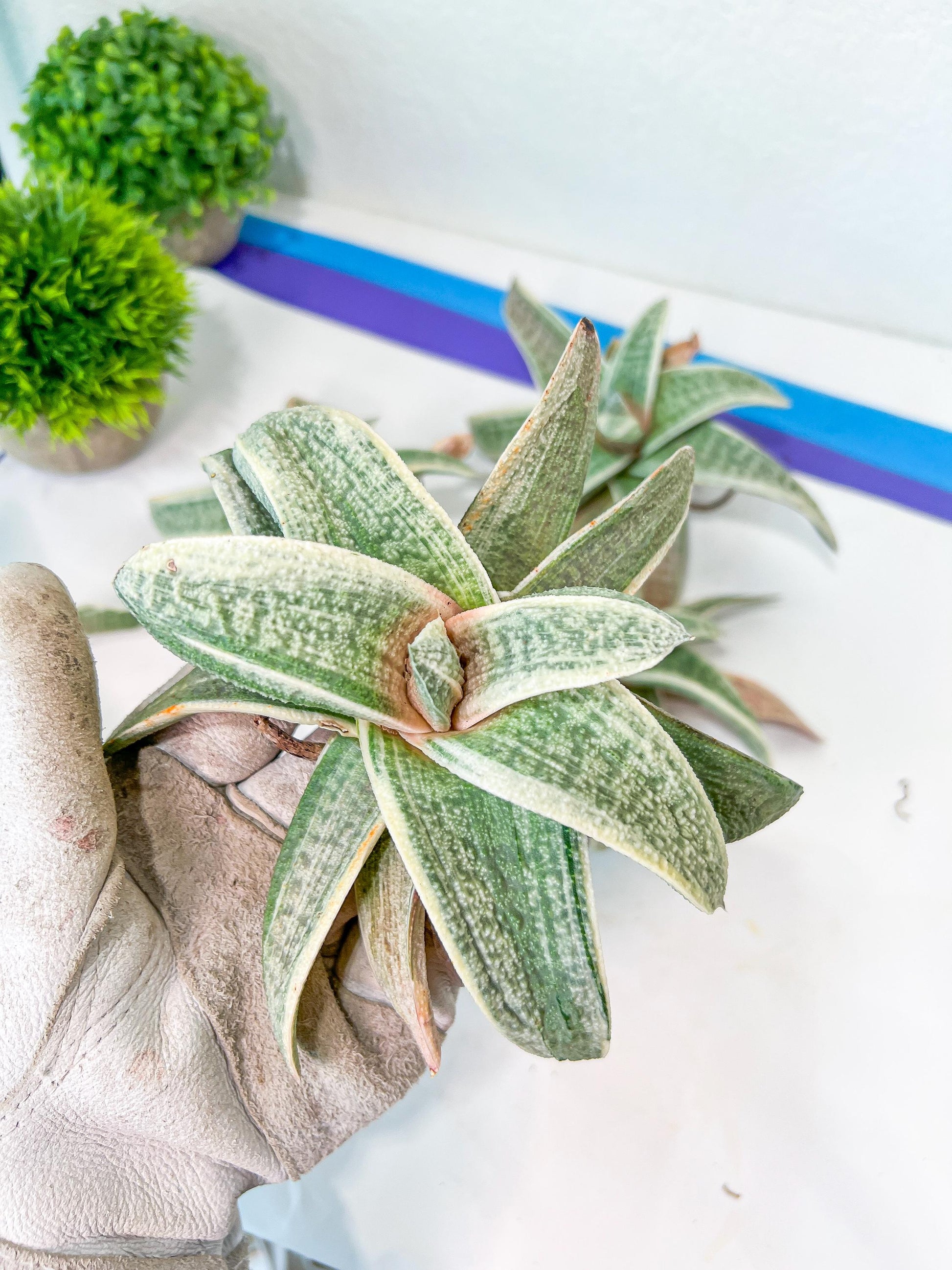 Gasteria Batesiana White Variegated | South African Plants | Imported Plants