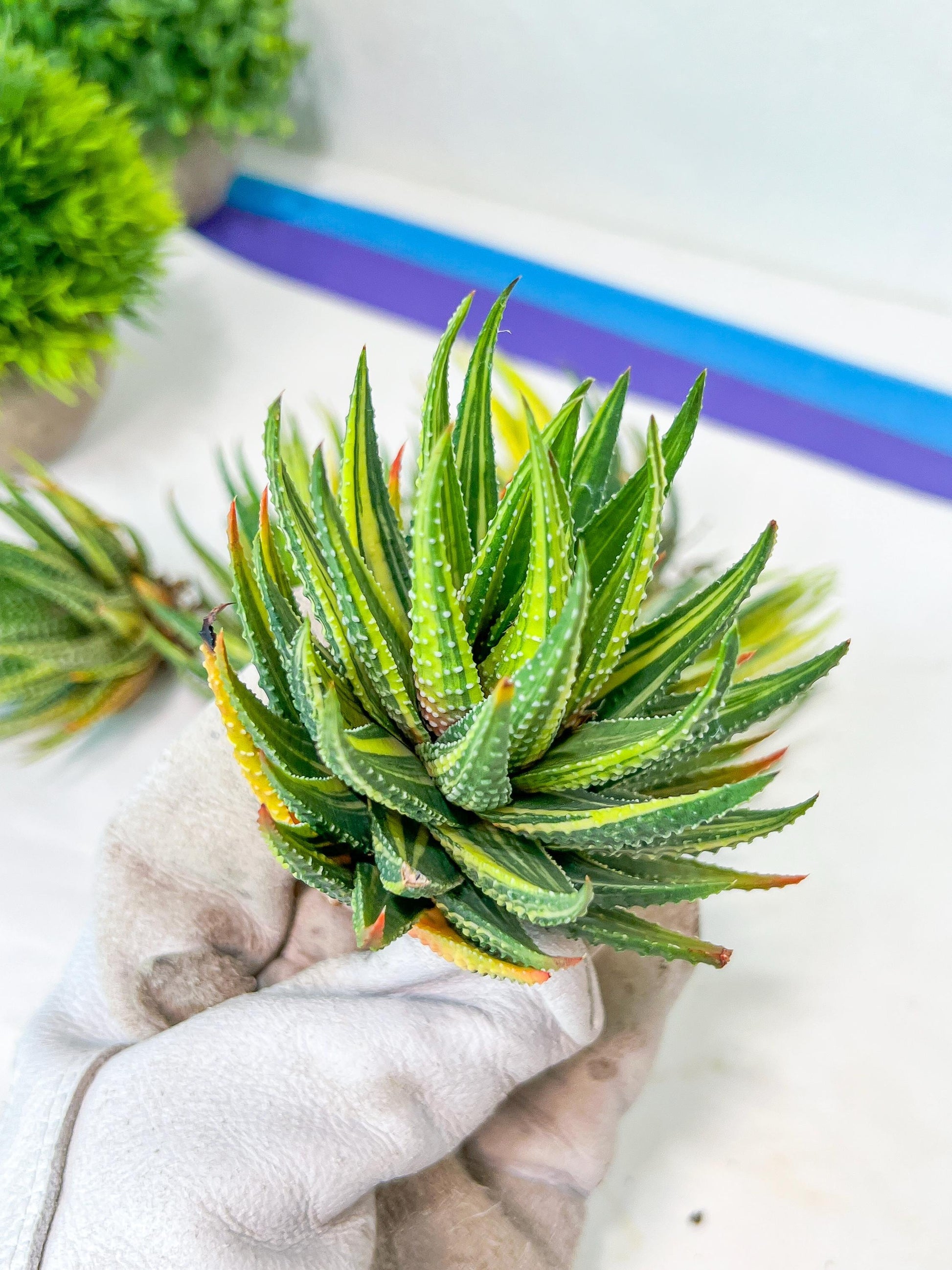 Haworthia Attenuata var. Radula Variegata (#HZ6) | Impored Haworthia | Rare Haworthia | Rare Succulant