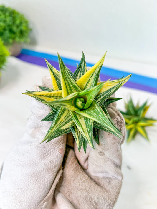 Haworthia Limifolia Hybrid Var | Impored Haworthia | Rare Haworthia