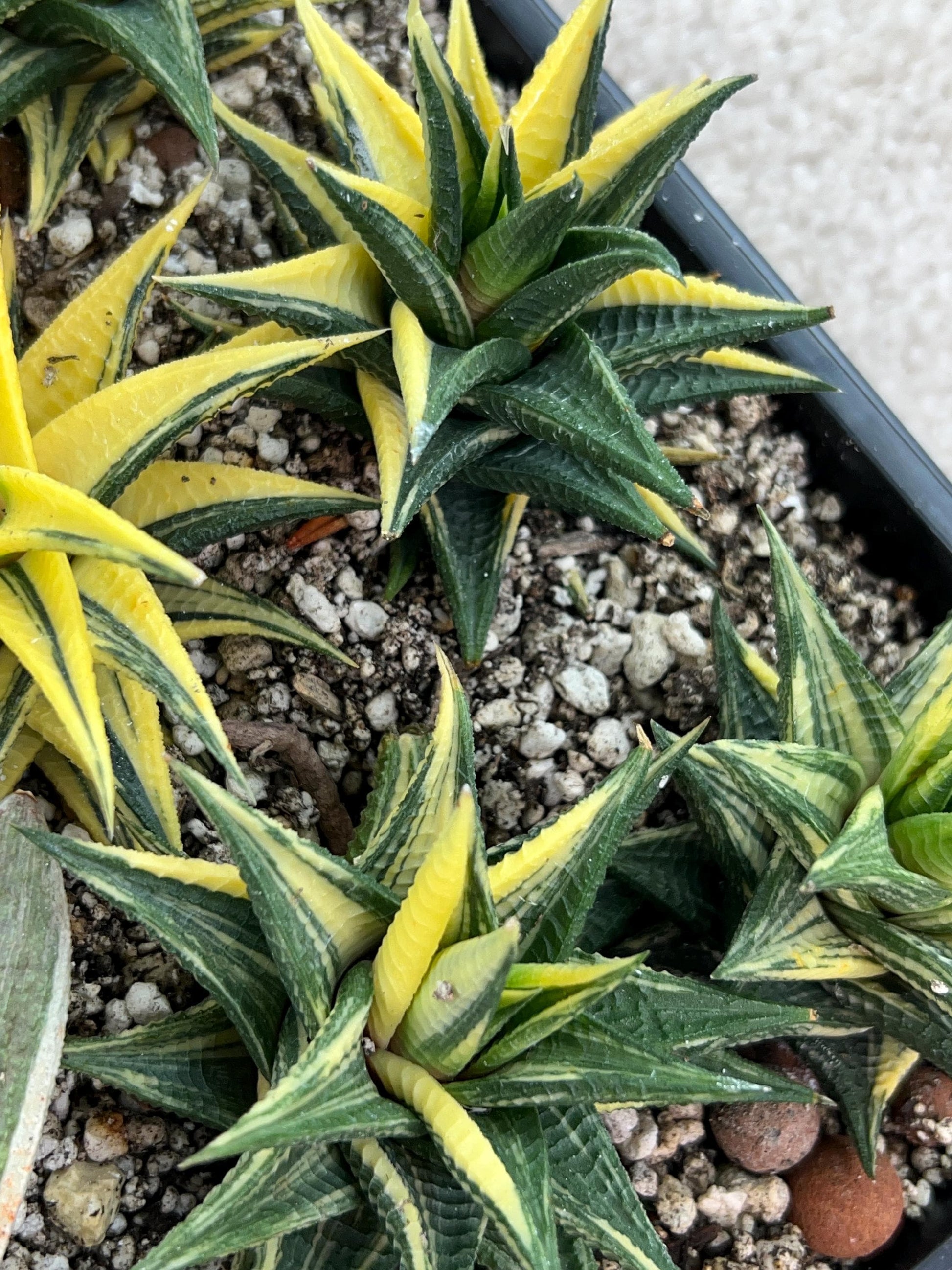 Haworthia Limifolia Hybrid Var | Impored Haworthia | Rare Haworthia