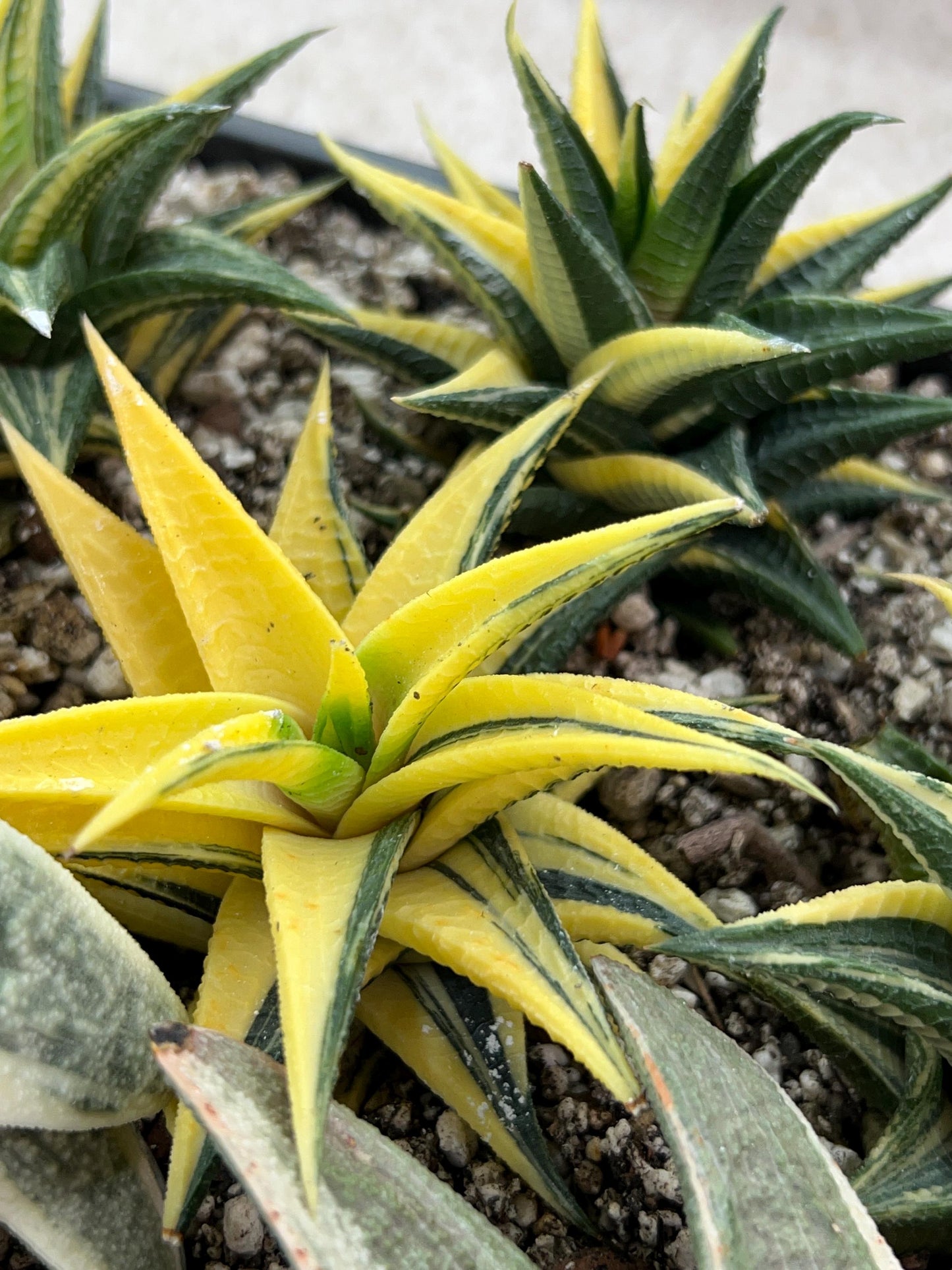 Haworthia Limifolia Hybrid Var | Impored Haworthia | Rare Haworthia