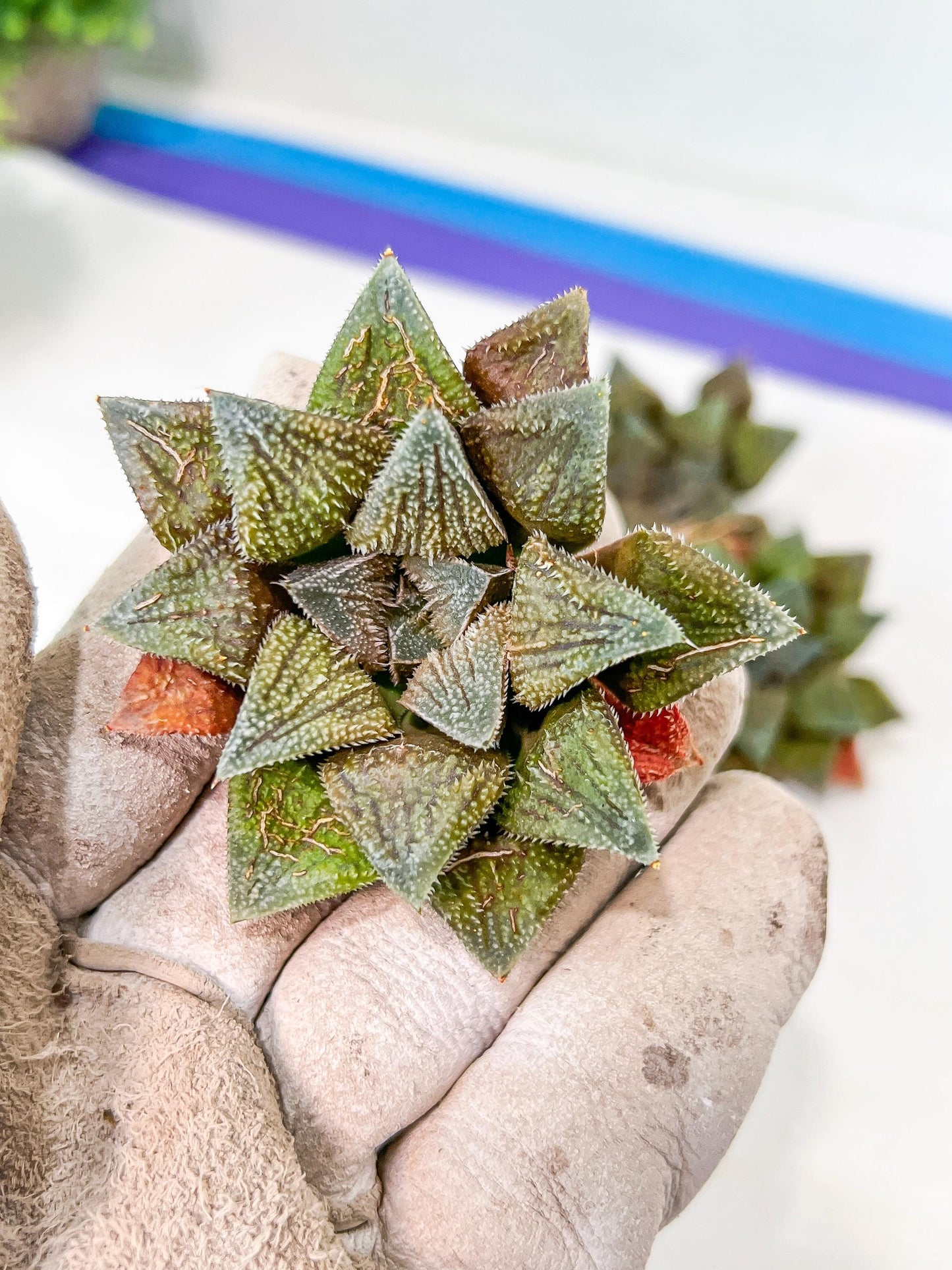 African Import - Haworthia cv. Hakuma (#HZ2) | Impored Haworthia | Rare Haworthia | Rare Succulant