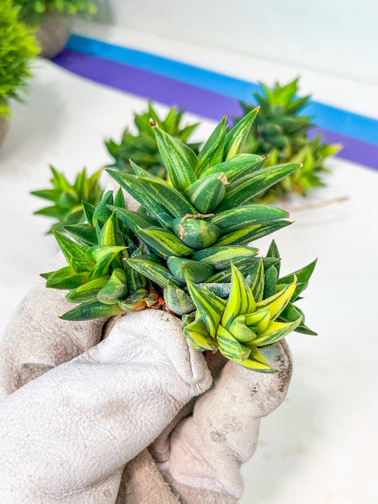 Haworthiopsis Tortuosa Variegata (#HZ5) | Impored Haworthia | Rare Haworthia | Rare Succulant