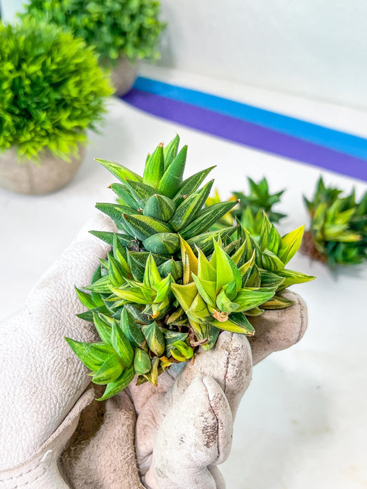 Haworthiopsis Tortuosa Variegata (#HZ5) | Impored Haworthia | Rare Haworthia | Rare Succulant