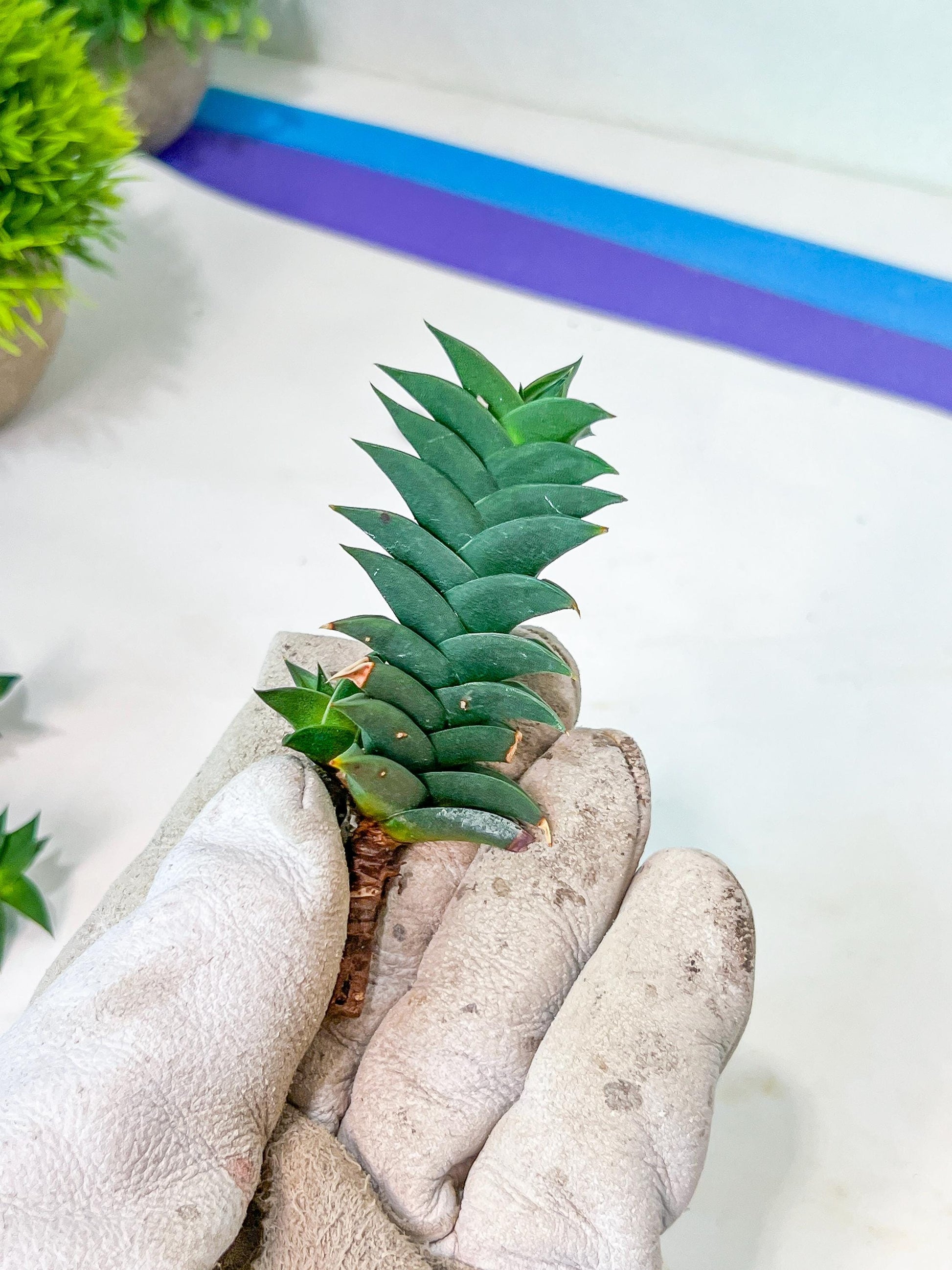 Haworthiopsis viscosa | Impored Haworthia | Rare Plants