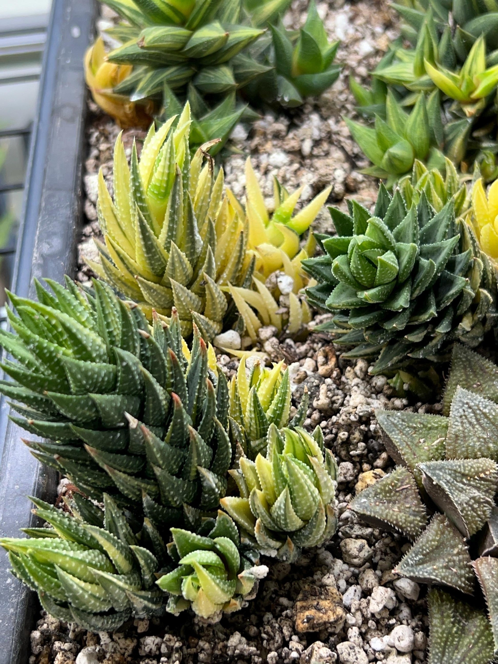 Haworthia Reinwardtii Var | Impored Haworthia | Rare Plants