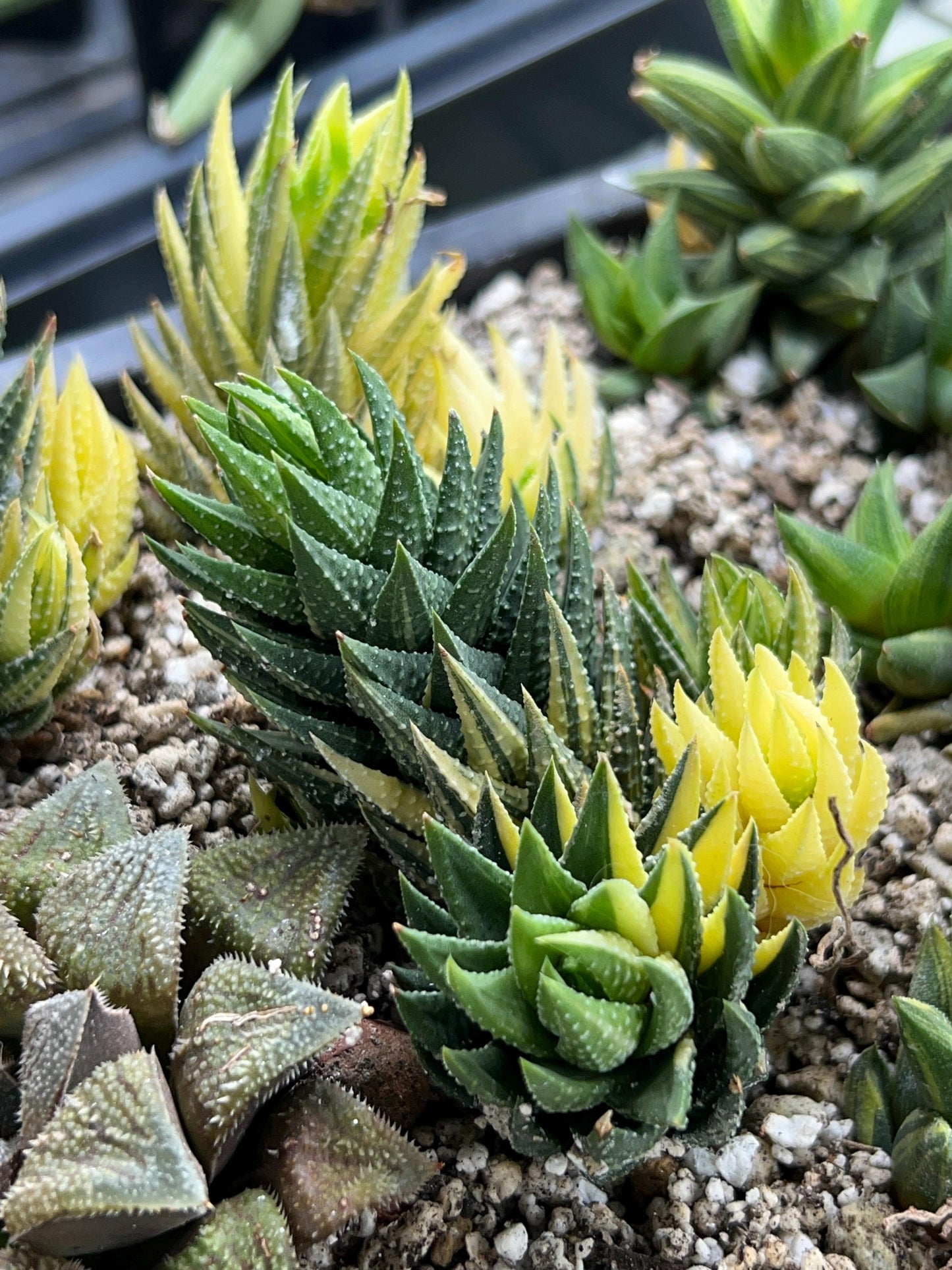 Haworthia Reinwardtii Var | Impored Haworthia | Rare Plants