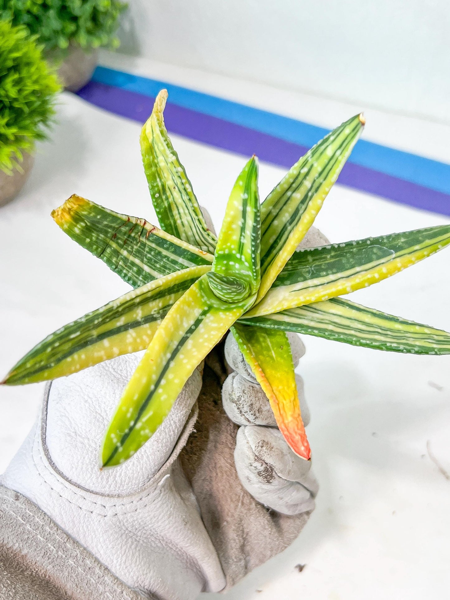 Gasteria Ferucossa Variegated (#D4) | South African Plants | Imported Plants