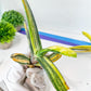 Gasteria Bi Color | South African Plants | Imported Plants