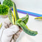 Gasteria Bi Color | South African Plants | Imported Plants