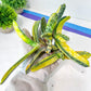 Gasteria Bi Color | South African Plants | Imported Plants