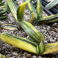 Gasteria Bi Color | South African Plants | Imported Plants