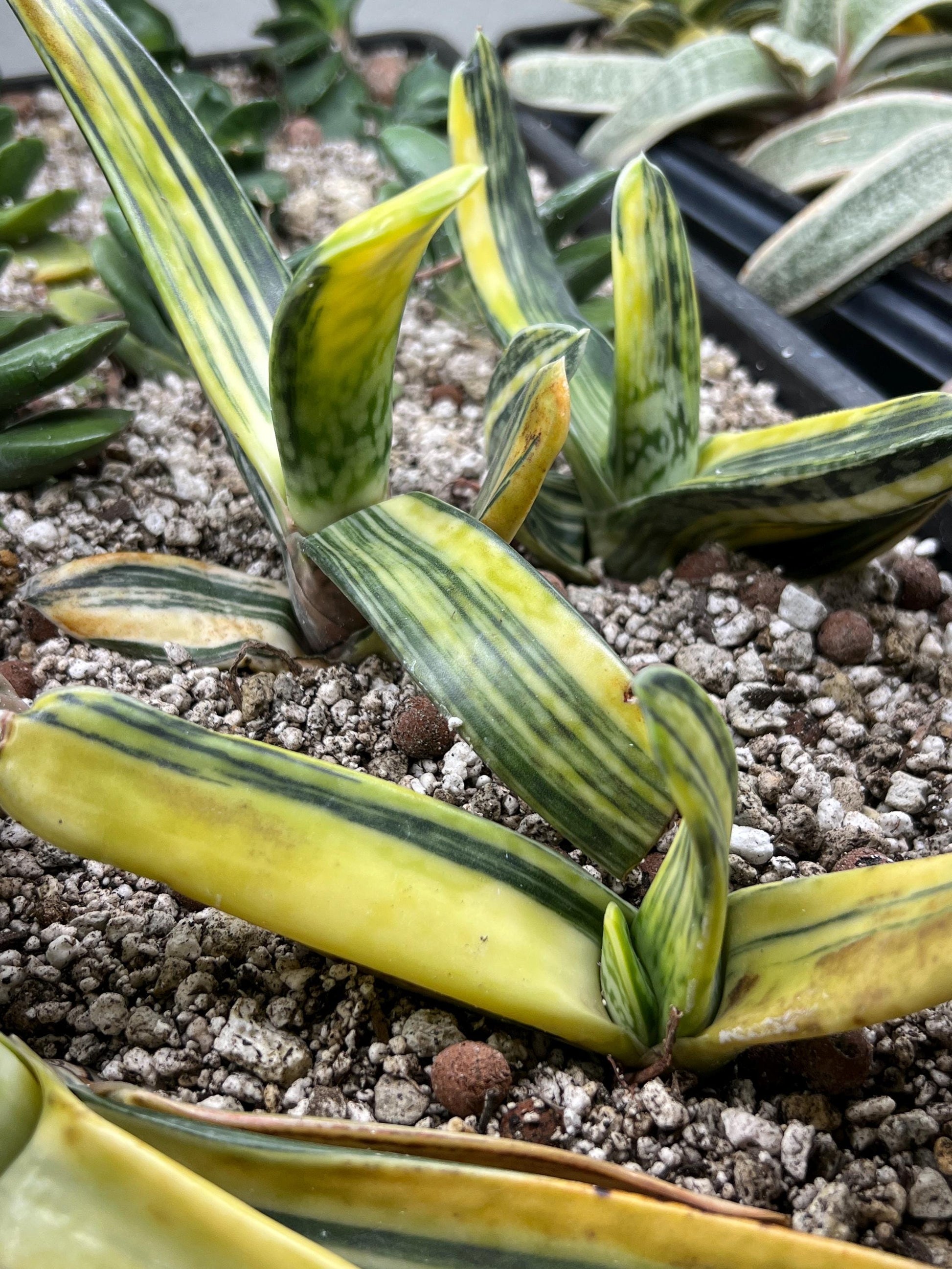 Gasteria Bi Color | South African Plants | Imported Plants