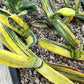 Gasteria Bi Color | South African Plants | Imported Plants