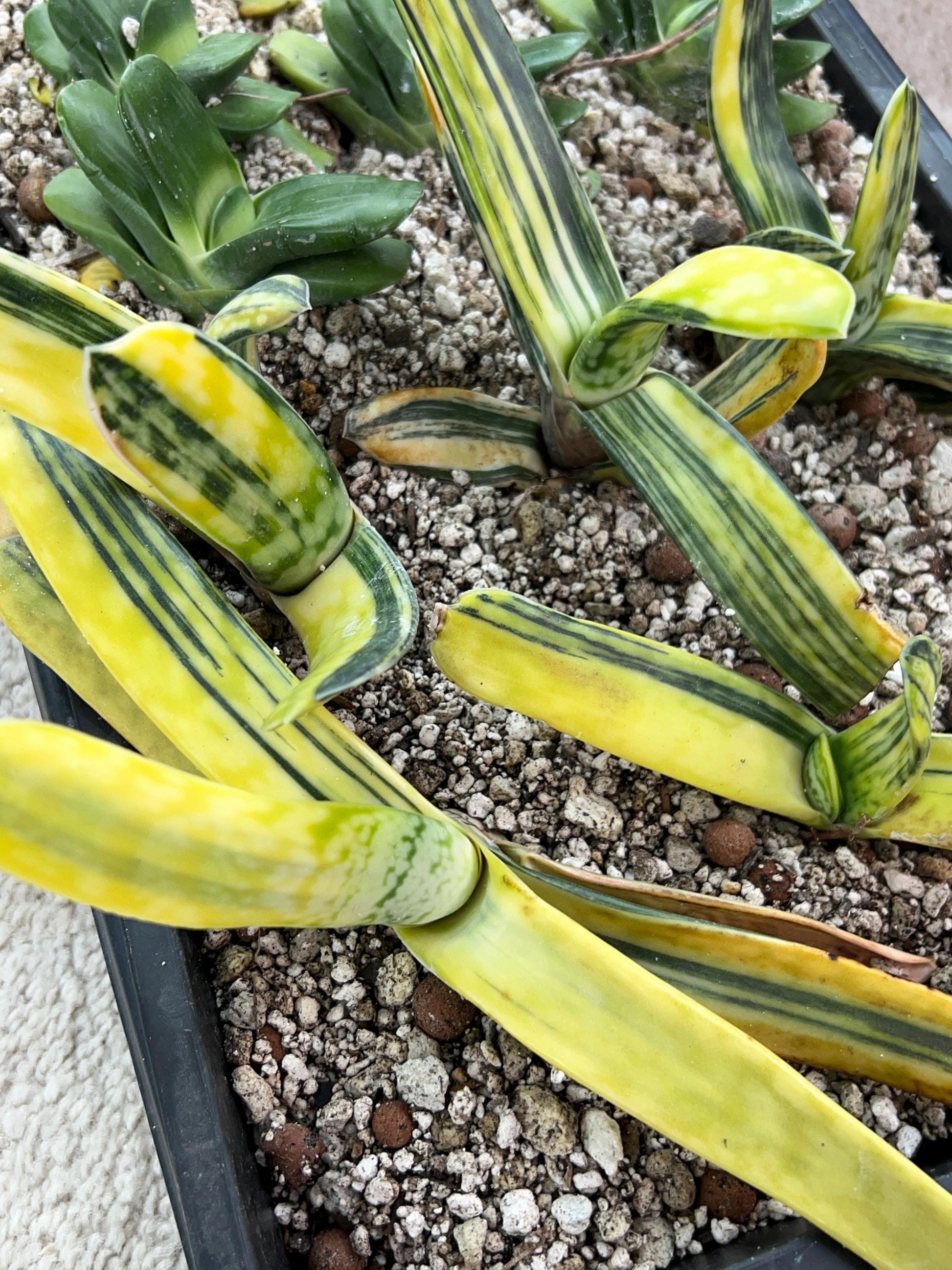 Gasteria Bi Color | South African Plants | Imported Plants