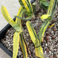 Gasteria Bi Color | South African Plants | Imported Plants