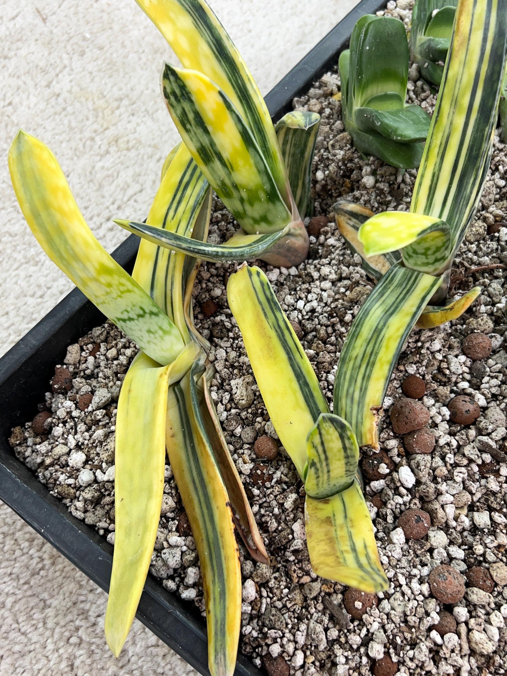 Gasteria Bi Color | South African Plants | Imported Plants