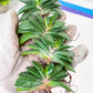 Gasteria Armstrongii | South African Plants | Imported Plants
