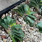 Gasteria Armstrongii | South African Plants | Imported Plants