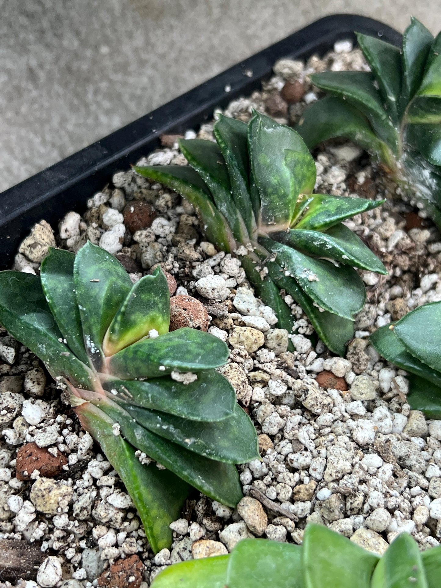 Gasteria Armstrongii | South African Plants | Imported Plants