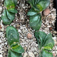 Gasteria Armstrongii | South African Plants | Imported Plants