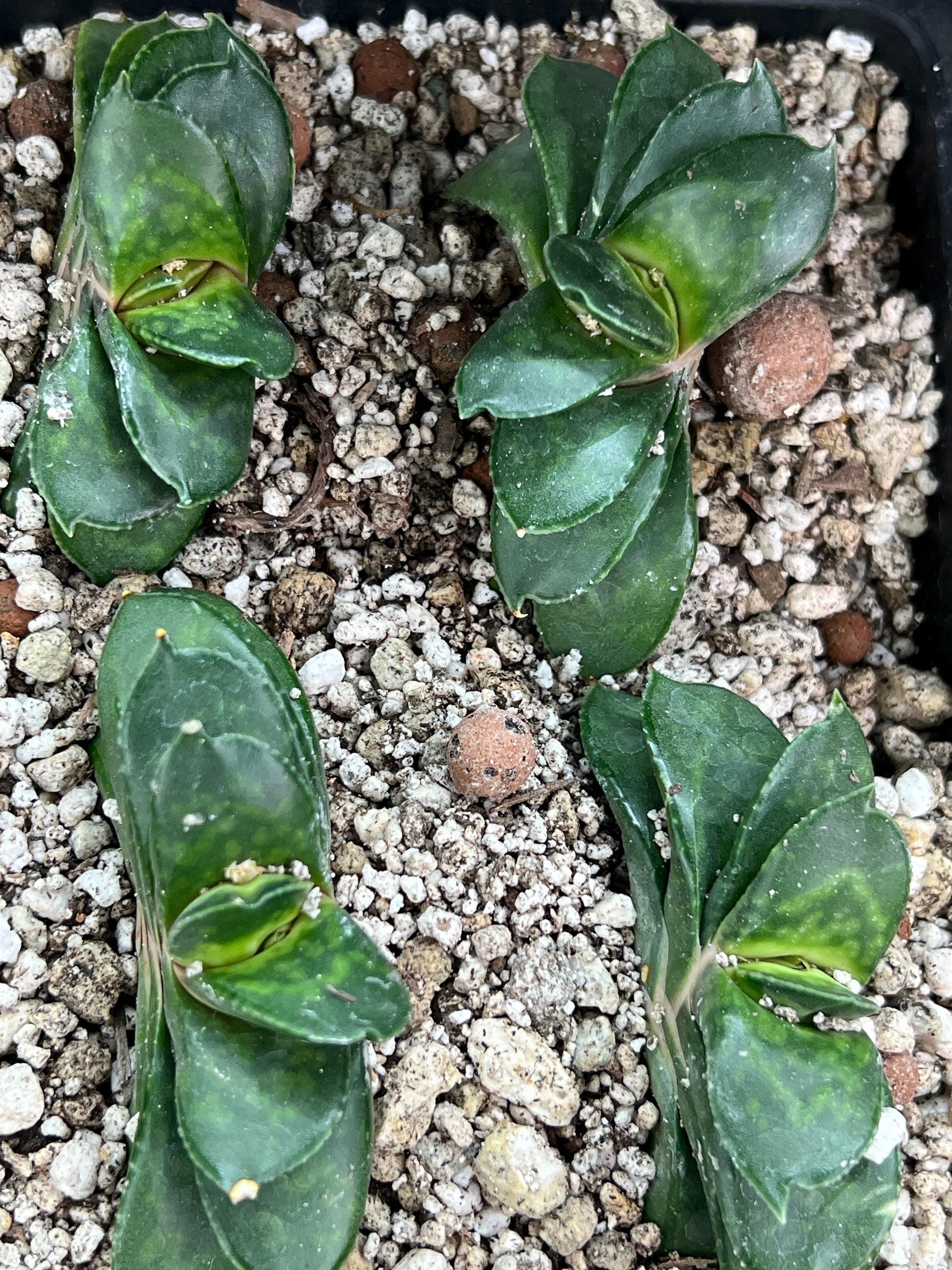 Gasteria Armstrongii | South African Plants | Imported Plants