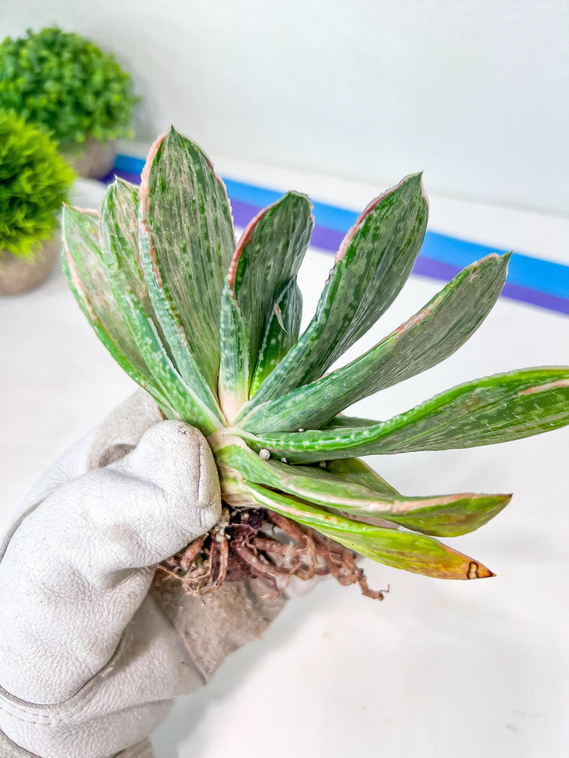 Gasteria Nigricans Silver | South African Plants | Imported Plants