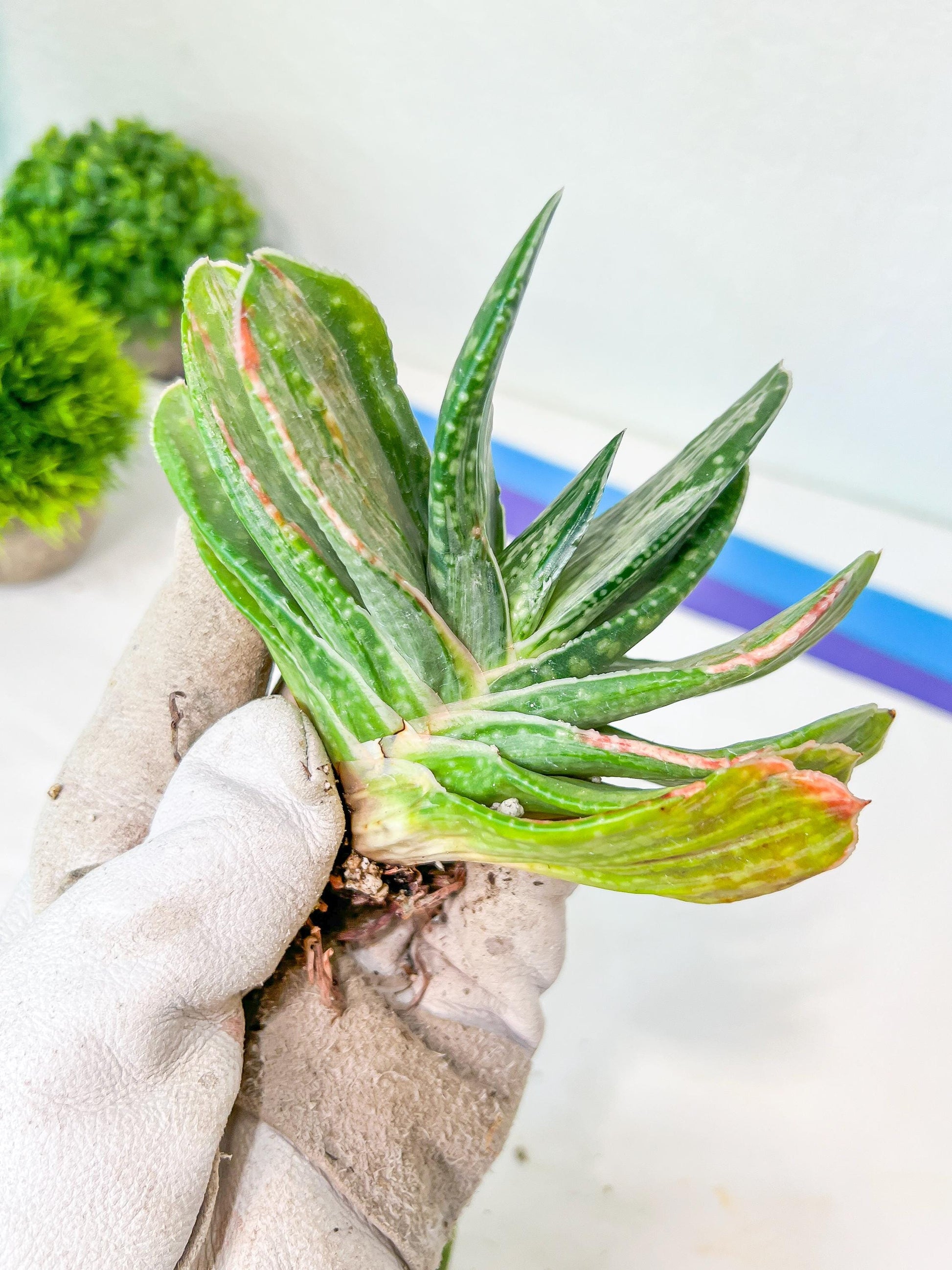 Gasteria Nigricans Silver | South African Plants | Imported Plants