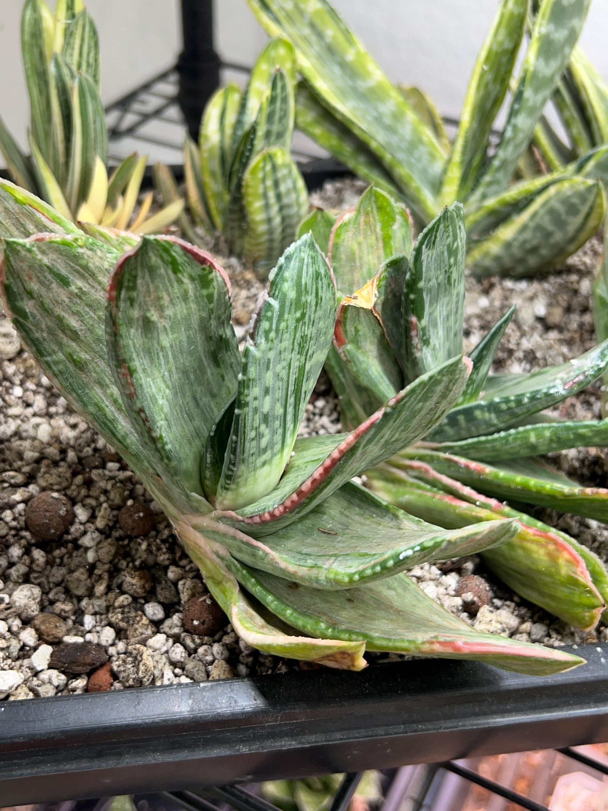 Gasteria Nigricans Silver | South African Plants | Imported Plants