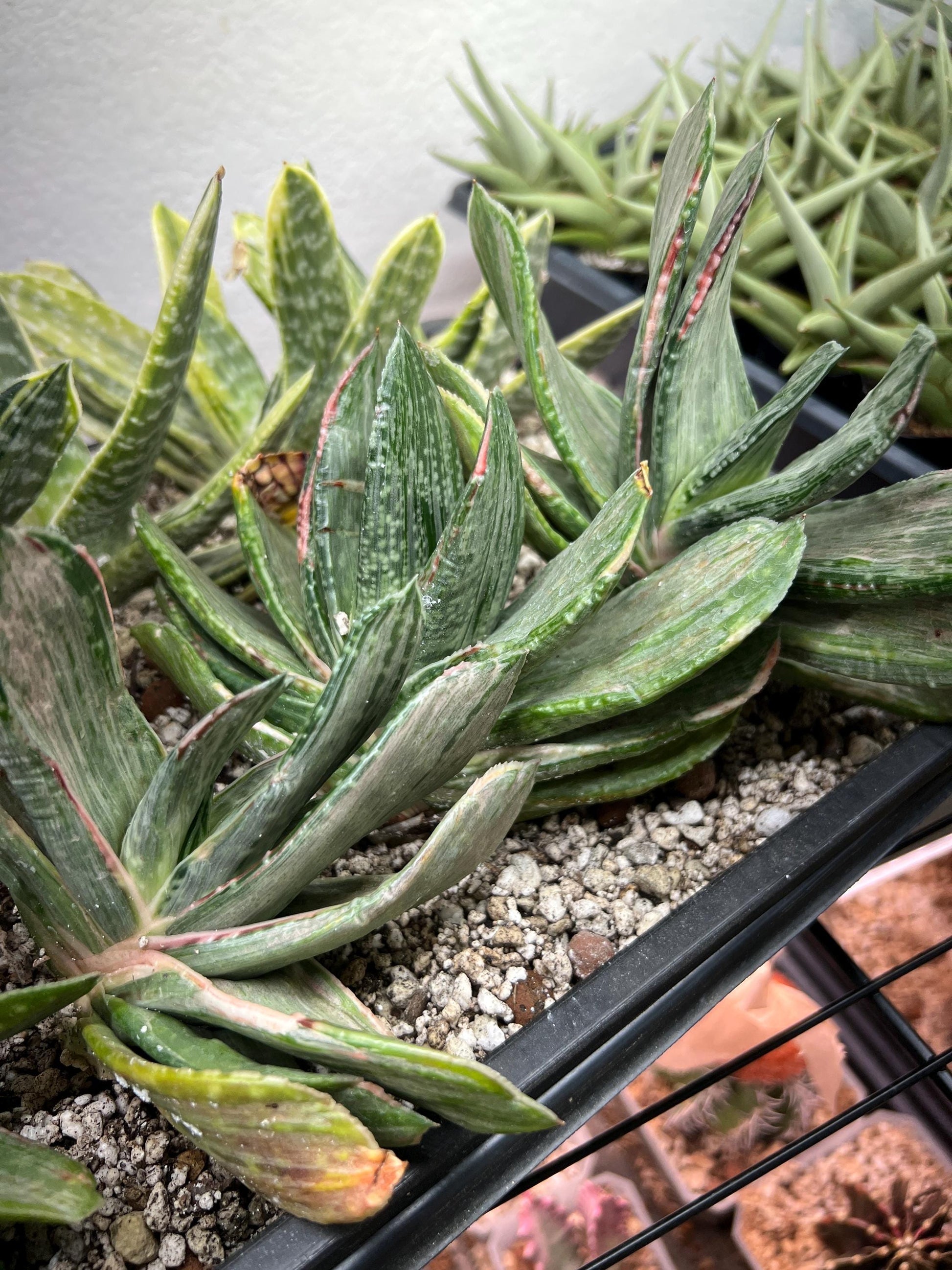 Gasteria Nigricans Silver | South African Plants | Imported Plants