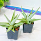 Sansevieria Chanin (PH2) | Imported Hybrids | 2" Pots