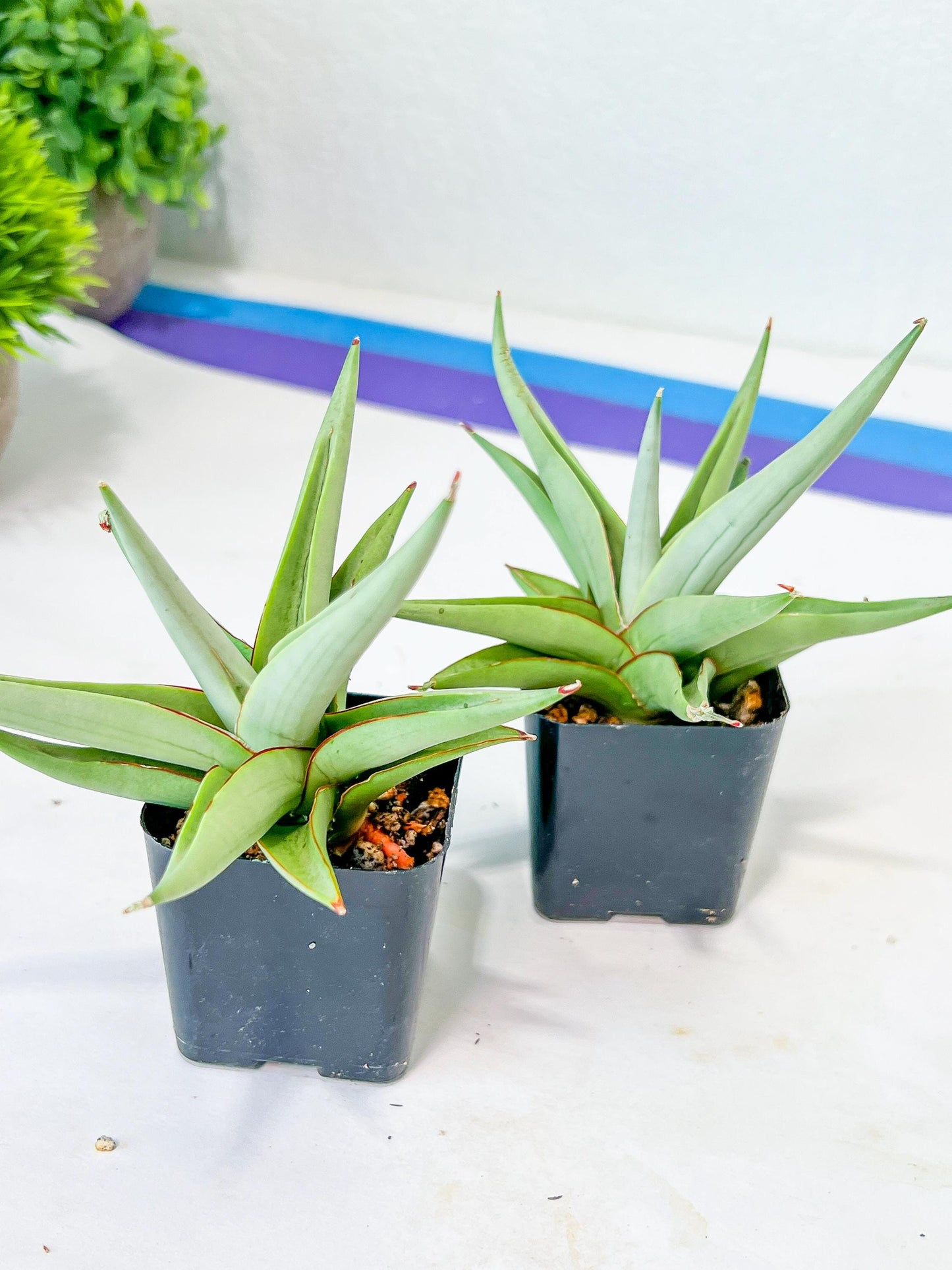 Sansevieria Chanin (PH2) | Imported Hybrids | 2" Pots